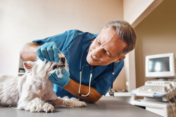 Best After-Hours Emergency Dentist in Hermitage, PA